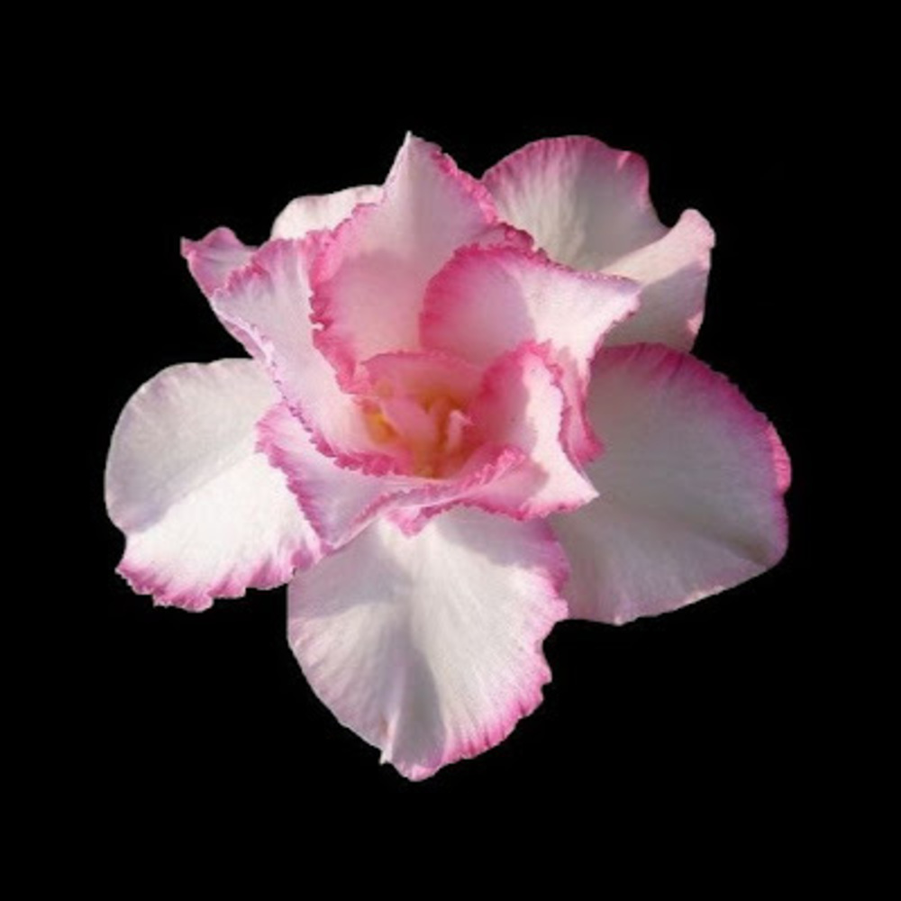 Meet your Posher, Johana